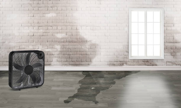 Best Water damage restoration mold remediation  in Marcellus, MI